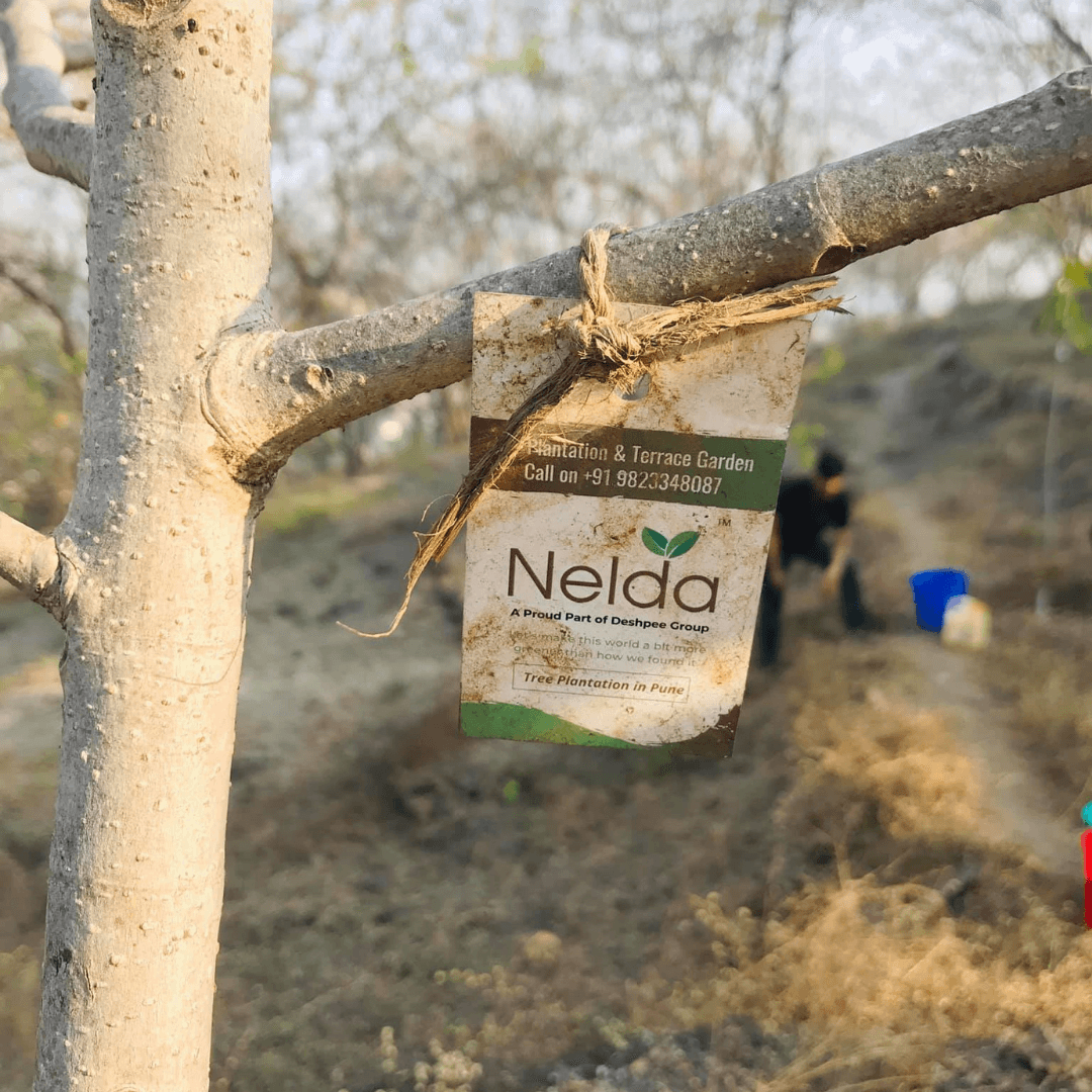 Nelda