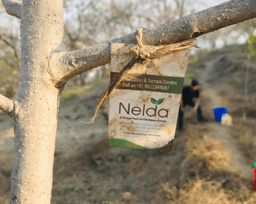 Nelda Nelda